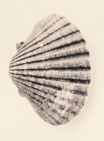 Seashell in sepia by Lars Hallstrom