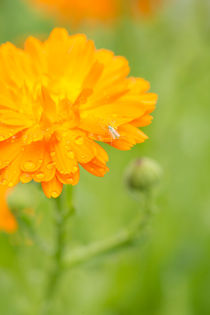 Orange flower and insect by Lars Hallstrom