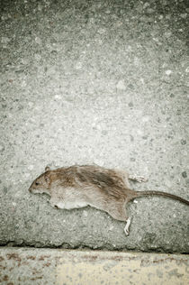Dead rat by Lars Hallstrom