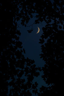 Crescent moon in the dark forest by Lars Hallstrom