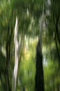 Herbstwald von jaybe