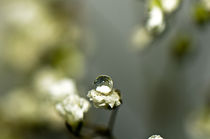 Dewdrop by Rajiv Pachat