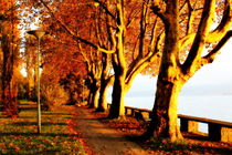 Herbst am See von Renate Dohr