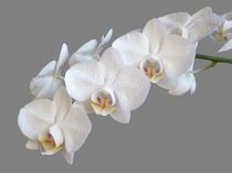 White Orchids by Sarah Couzens