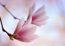 Magnolienblüte  by Violetta Honkisz