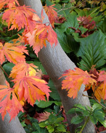 Blätter im Herbst von lorenzo-fp