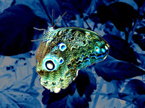 Blue Velvet Butterfly von tiaeitsch