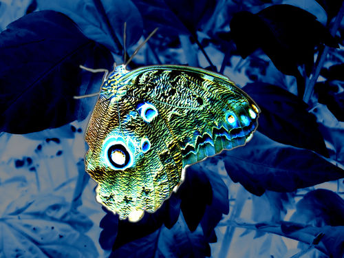 Blue-velvet-butterfly