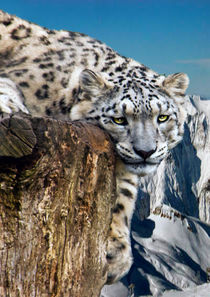 snow lepard by Doug McRae