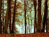 Herbstliche Impression am Waldsee by Heidrun Carola Herrmann