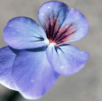 Blumenbild von jaybe