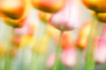 Tulips in the Wind von Martin Williams