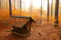 Futterkrippe im Wald - Naturpark Schönbuch im Herbst by Matthias Hauser