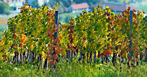 Vineyard in autumn by Leopold Brix