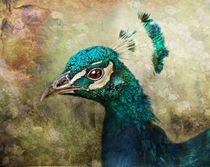 Peacock von Pauline Fowler