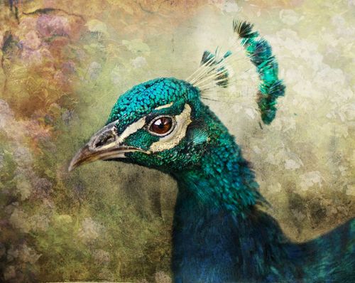 Peacock-face
