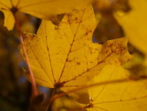 yellow leaves  von Martin Binder