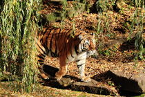 Tiger by Armin Frey