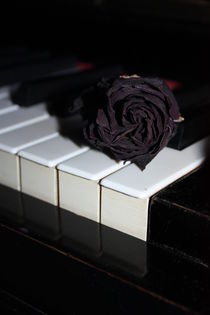 Klaviertasten und schwarze Rose von Edeltraut K.  Schlichting
