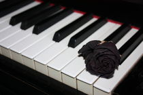 Klaviertasten und schwarze Rose 4 von Edeltraut K.  Schlichting