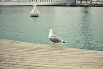 Seagull by Marika Pinto