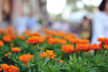 Orange flowers by Marika Pinto