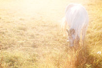 Weißes Pferd  von Bastian  Kienitz