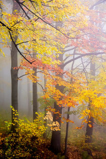 Fall and Fog by David Pinzer