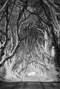 Northern Ireland - Dark Hedges - black & white by Horia Bogdan