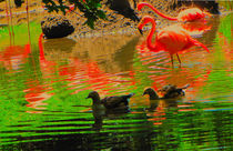 Divine light of flamingo. von Maks Erlikh