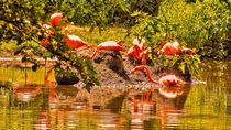 Divine light of flamingo. by Maks Erlikh