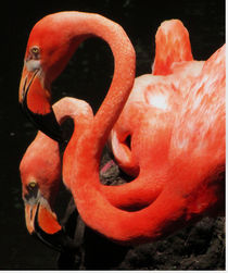 Flamingos-red beauty by Maks Erlikh