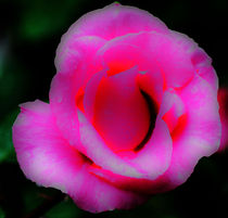 ROSES ARE BEAUTIFUL von Maks Erlikh