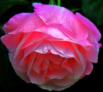 Rose. Sopul of a flower by Maks Erlikh