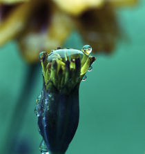 flower rain by emanuele molinari