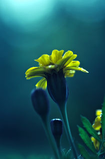 wet flower by emanuele molinari