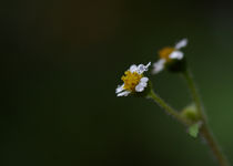 little daisy by emanuele molinari