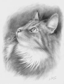Katzenportrait Bleistiftzeichnung  by Marita Zacharias