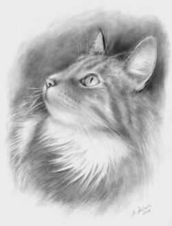 Katzenportrait