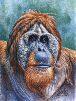 Orangutan-bea1