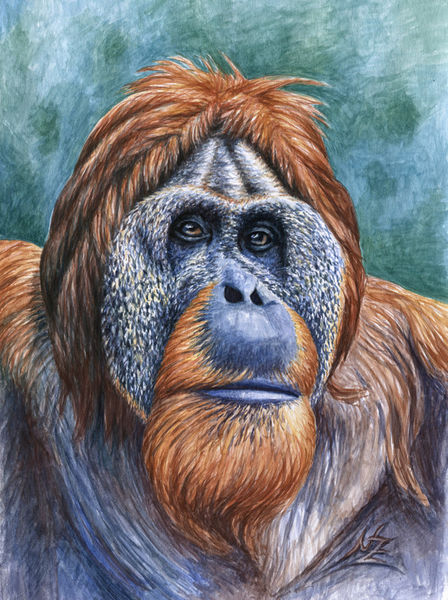 Orangutan-bea1