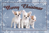 Chihuahua Christmas card