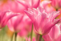 Pink Tulips by Martin Williams
