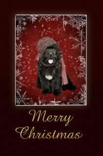 Newfoundland puppy Christmas card by Waldek Dabrowski