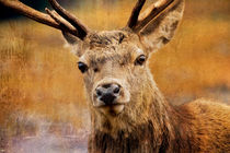 Deer on Canvas von Derek Beattie