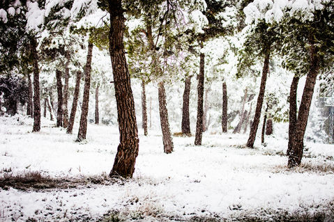 White-forest