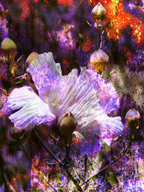 Wild Flower by Robert Ball