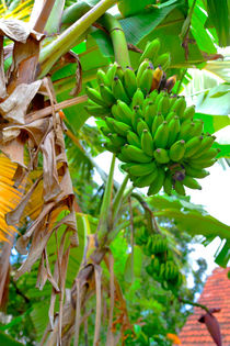 Grüne Bananen by Gina Koch