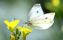 Schmetterling by Eckart  Mayer