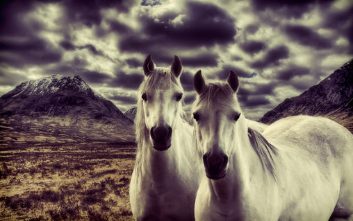 Wild-horses